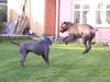 Cane Corso Foto: Raisa z Mazuerskiego Edenu (Stasia) and her freind Holger (ID 24049) Cane Corso Hund