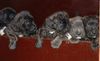 Cane Corso Foto: Cane Corso Welpen (ID 17842) Cane Corso Hund