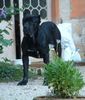 Cane Corso Foto: Ussaro (ID 21524) Cane Corso Hund