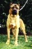 Cane Corso Foto: Ch. Rothorm Jy Dream Absolute Vamp (ID 6694) Cane Corso Hund