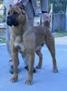 Cane Corso Foto: CH. ROTHORM JY DREAM ABSOLUTE VAMP (ID 13330) Cane Corso Hund
