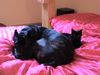 Cane Corso Foto: Ich steh' auf Katzi und Katzi auf mich! (ID 12602) Cane Corso Hund