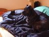 Cane Corso Foto: Das Traumpaar: Venus mit ihrer Katze Miss Evil (ID 11108) Cane Corso Hund