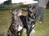 Cane Corso Foto: Venus & India beim Grillfest (ID 23981) Cane Corso Hund