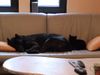 Cane Corso Foto: Venus und Miss Evil (ID 12600) Cane Corso Hund