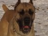Cane Corso Foto: Leeroy (ID 18423) Cane Corso Hund