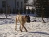 Cane Corso Foto: Leeroy im Schnee (ID 18424) Cane Corso Hund