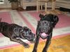 Cane Corso Foto: Mami.warum häsch so ä grosses Muul,wauh (ID 17100) Cane Corso Hund