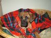 Cane Corso Foto: keine (ID 16527) Cane Corso Hund