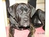 Cane Corso Foto: Sharon 5 monate (ID 16669) Cane Corso Hund