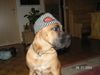 Cane Corso Foto: jetzt fehlt nur noch eine flasche vodka (ID 16698) Cane Corso Hund