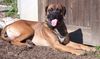 Cane Corso Foto: Zeus 1 Jahr (ID 25871) Cane Corso Hund
