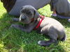 Cane Corso Foto: Meine Maus mit 8 Wochen (ID 46582) Cane Corso Hund