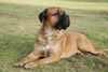 Cane Corso Foto: Multi Champion Aiace Del Rosso Malpelo (ID 46925) Cane Corso Hund