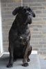 Cane Corso Foto: Barbarella Del Rosso Malpelo (ID 46924) Cane Corso Hund
