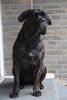 Cane Corso Hund