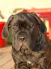 Cane Corso Hund