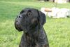 Cane Corso Foto: Barbarella Del Rosso Malpelo (ID 46922) Cane Corso Hund