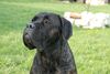 Cane Corso Hund