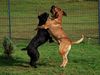Cane Corso Foto: Domina & Aiace (ID 46926) Cane Corso Hund