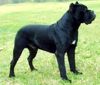 Cane Corso Hund