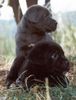 Cane Corso Foto: Puppies from Rothorm Kennels (ID 6700) Cane Corso Hund
