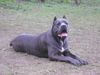 Cane Corso Foto: doris corso of bajer, 11 month old (ID 31259) Cane Corso Hund