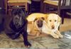 Cane Corso Foto: Duke und seine Freunde (ID 23366) Cane Corso Hund