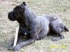 Cane Corso Foto: Ercole di Spartacus (ID 2928) Cane Corso Hund