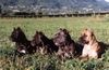 Cane Corso Foto: 4 Cane Corsi (ID 7946) Cane Corso Hund