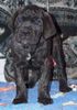 Cane Corso Foto: Porta dell' Inferno (ID 27972) Cane Corso Hund