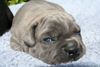 Cane Corso Hund