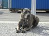 Cane Corso Foto: raisa z mazurskiego edenu, most winning female from Denmark (ID 31262) Cane Corso Hund