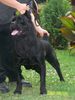 Cane Corso Foto: Majosháza Réme Kennel Ungarn 2003-2004-2005-2006 jahre best Top Züchter in Ungar (ID 39272) Cane Corso Hund