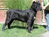 Cane Corso Foto: Champion Majosháza Réme Attila HD-A, ED-0, OCD-0 (ID 45426) Cane Corso Hund