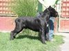 Cane Corso Hund