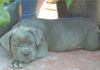 Cane Corso Foto: Marlon (ID 6121) Cane Corso Hund
