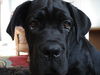 Cane Corso Foto (ID 35803) Cane Corso Hund