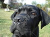 Cane Corso Foto (ID 35804) Cane Corso Hund
