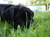 Cane Corso Foto: Augenblicke... (ID 34013) Cane Corso Hund