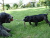 Cane Corso Foto: Tauziehen... (ID 34011) Cane Corso Hund