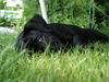 Cane Corso Foto: Unser Schatz... (ID 34006) Cane Corso Hund