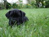 Cane Corso Foto: Djambo (ID 34009) Cane Corso Hund