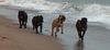 Cane Corso Foto: Porta dell' Inferno (ID 27977) Cane Corso Hund