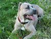 Cane Corso Foto: Greta (ID 6060) Cane Corso Hund