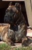 Cane Corso Foto: Rendy, 6 Monate (ID 11570) Cane Corso Hund