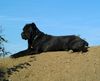 Cane Corso Foto: Sisto (ID 6120) Cane Corso Hund