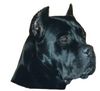Cane Corso Foto: Ch-Sultano (ID 2852) Cane Corso Hund