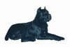 Cane Corso Foto: Ch-Sultano (ID 2851) Cane Corso Hund