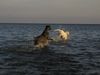 Cane Corso Foto: Raisa z Mazuerskiego Edenu (Stasia) in the evening sun (ID 24050) Cane Corso Hund